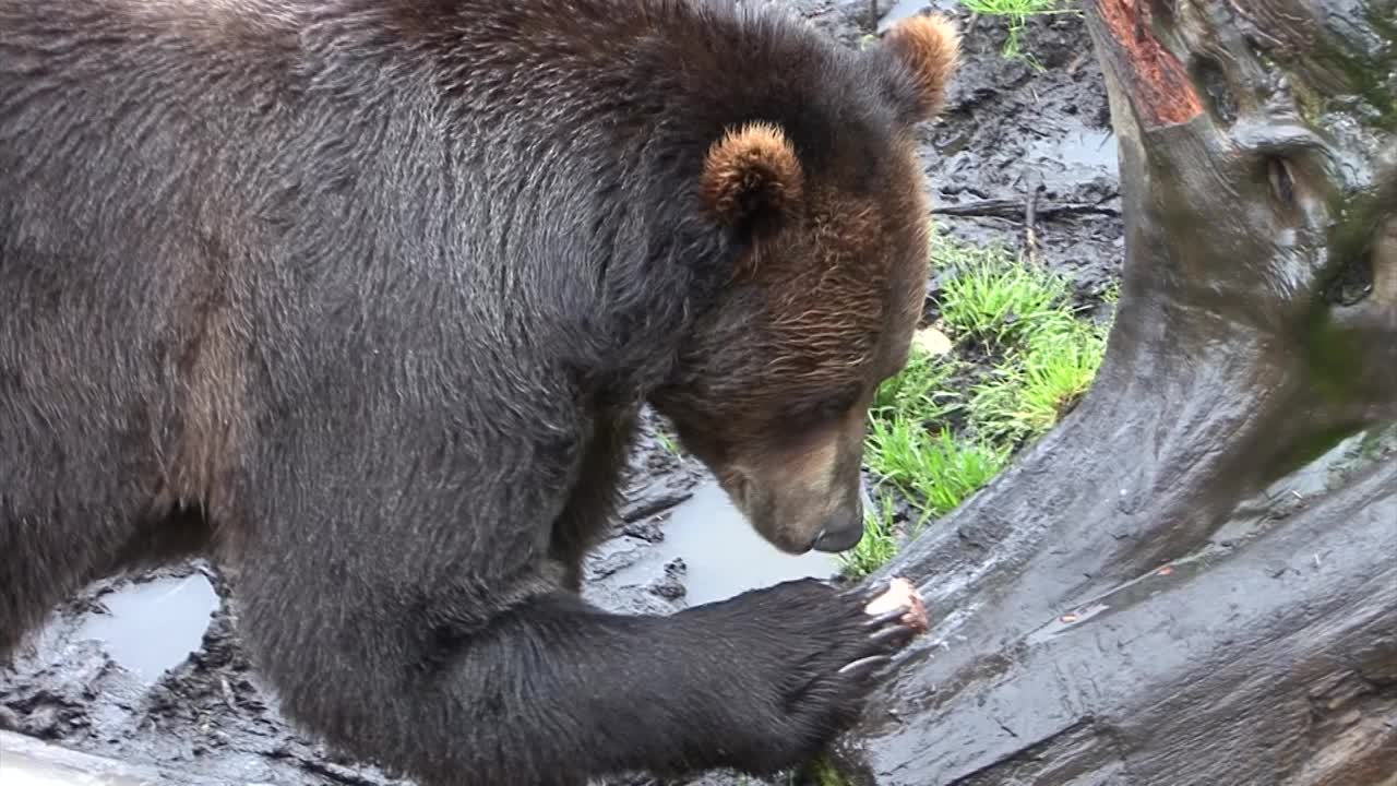 黑熊正在吃一棵死树的树干。阿拉斯加的野生动物。视频下载