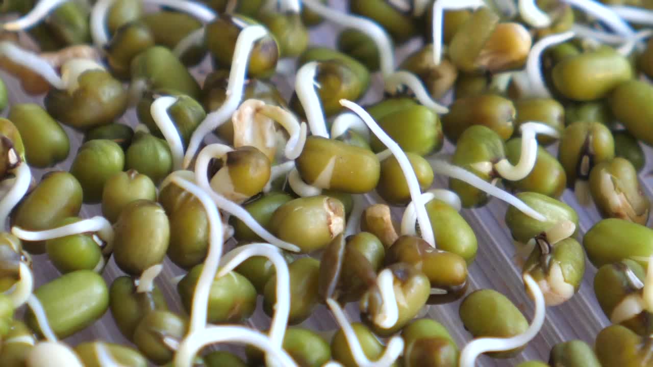 在碗里发芽的绿豆。素食和健康食品视频下载