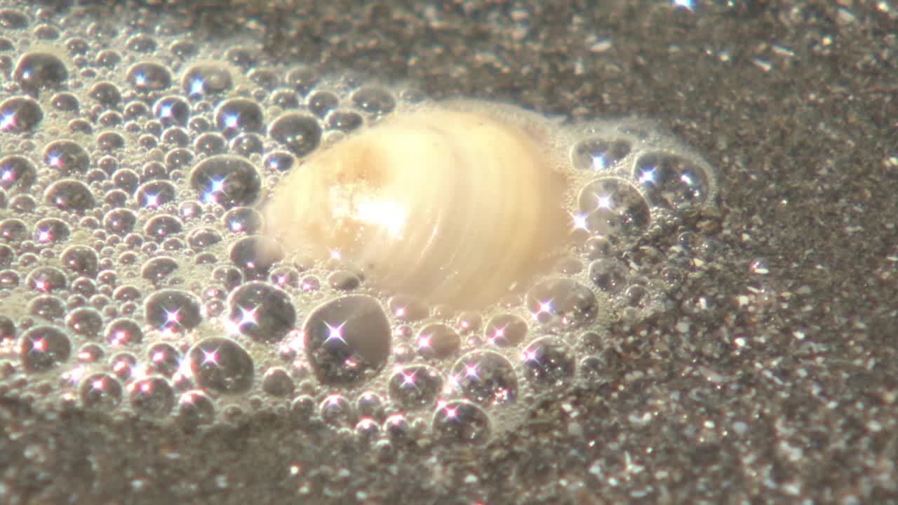 日本千叶海滩上的蛤蜊泡沫视频素材