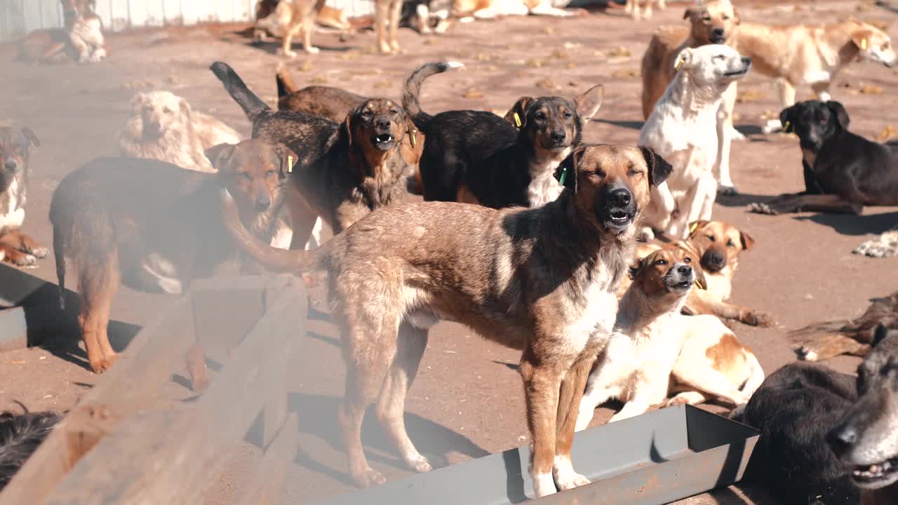 收容所里有很多被遗弃的狗，无家可归的狗。视频下载
