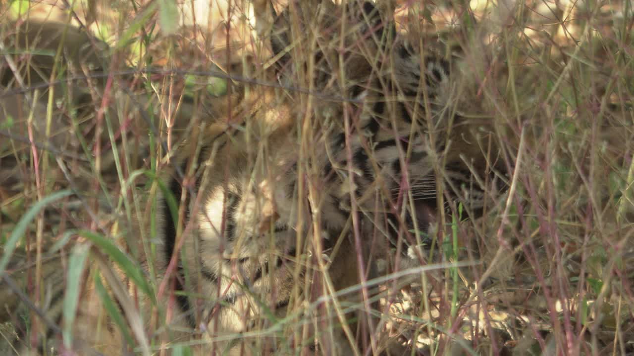 老虎幼崽喘着粗气，看着周围的干草丛视频素材