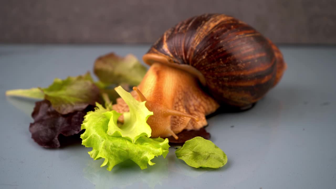 大蜗牛阿卡蒂娜从它的壳中伸出它的角来吃绿色的沙拉。在家喂养和维护蜗牛。动物的画像。巨大的Achatina蜗牛爬行视频下载