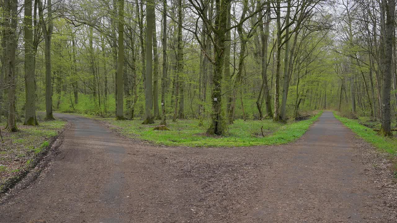 春天河边森林里的岔路视频下载