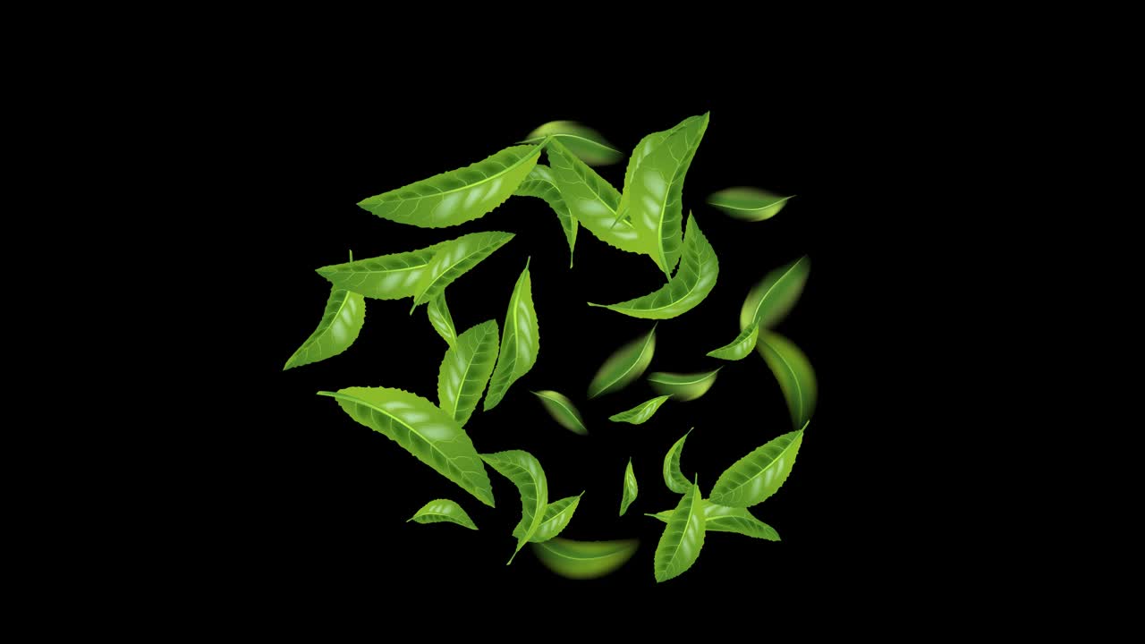 动画美丽的飞翔的绿茶叶子孤立在黑色的背景。无缝环图案与树叶为您的设计。优质绿茶有益健康。4 k平面运动视频下载