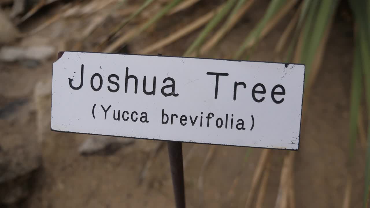 约书亚树植物学标志视频下载
