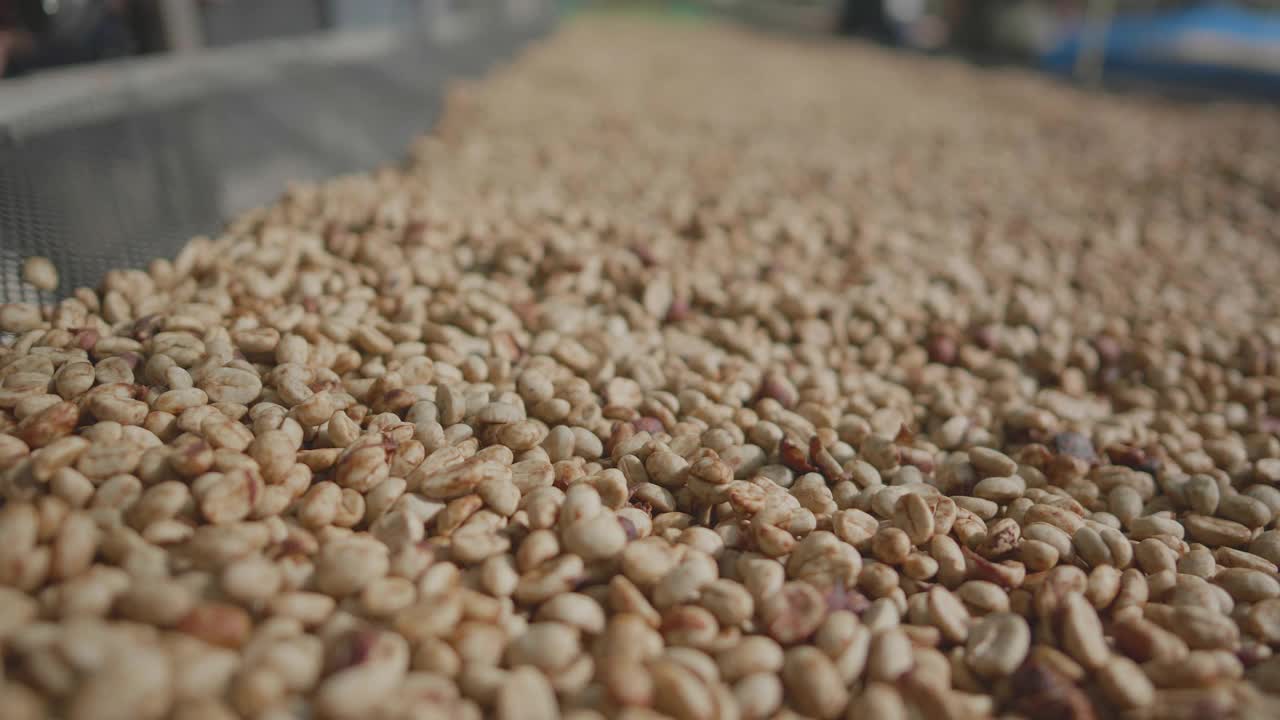 找到最好的种子，在咖啡工厂烘焙。视频下载