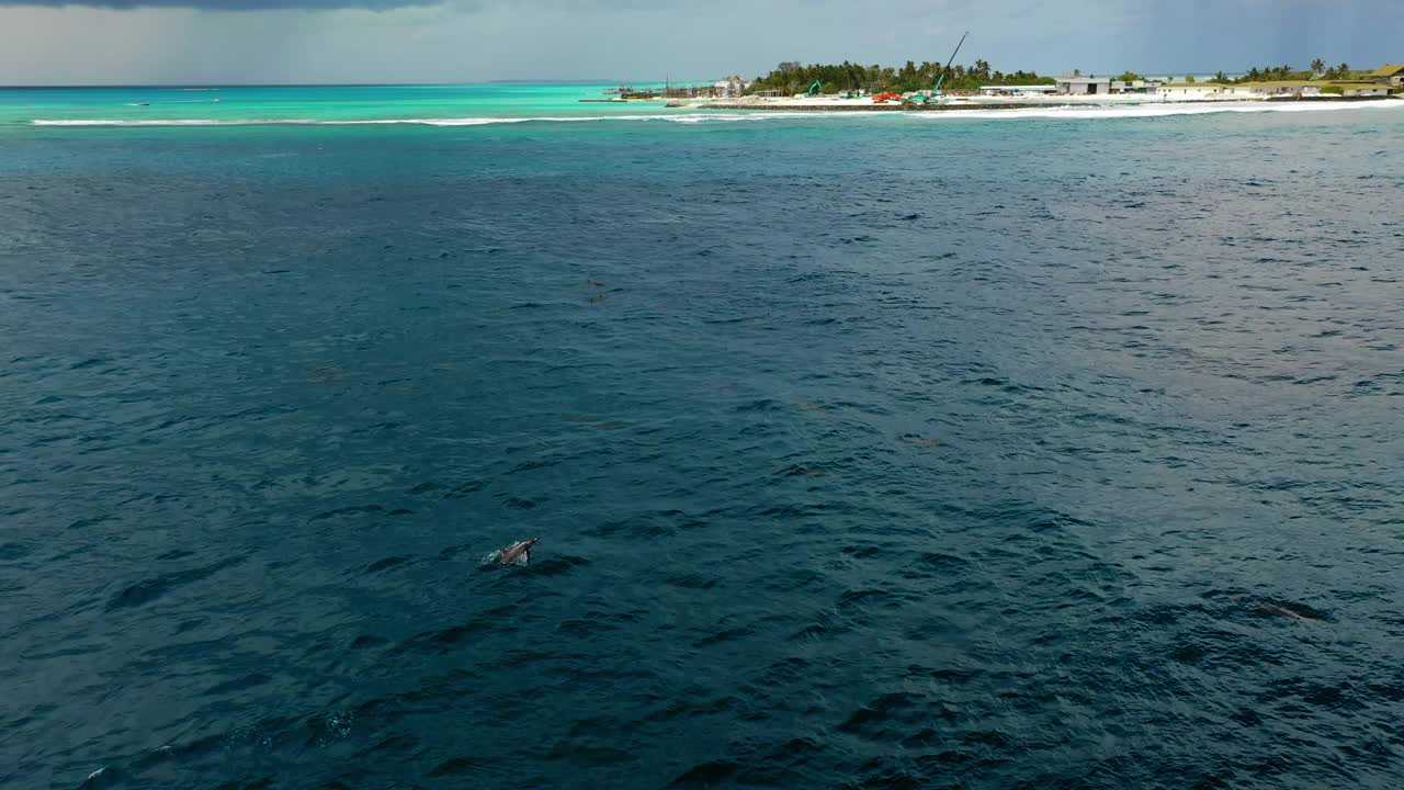 空中淘金越过波纹的热带水域与海豚突破海洋表面和一个小岛海岸线的背景-图卢杜胡，马尔代夫视频素材