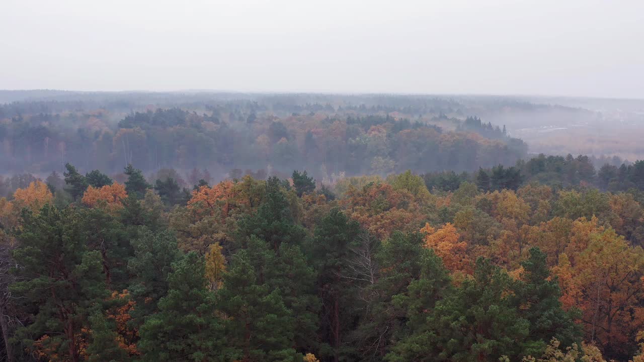 在雾气笼罩的秋日森林的树梢上飞翔。空中无人机视图。视频下载