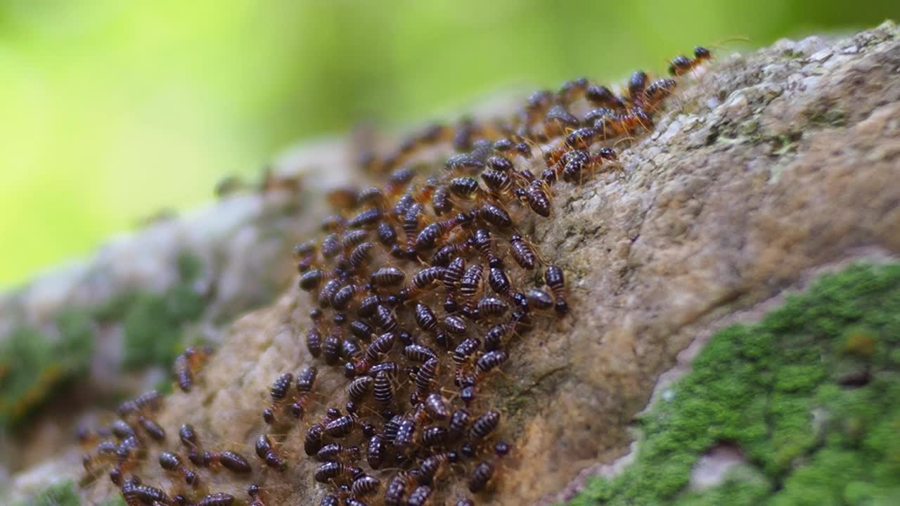 苔藓上的白蚁视频下载