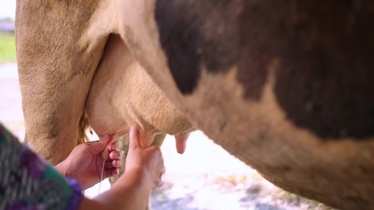 近距离看，女人的手在挤奶牛的乳房。手工制作的,家庭主妇,生产视频下载