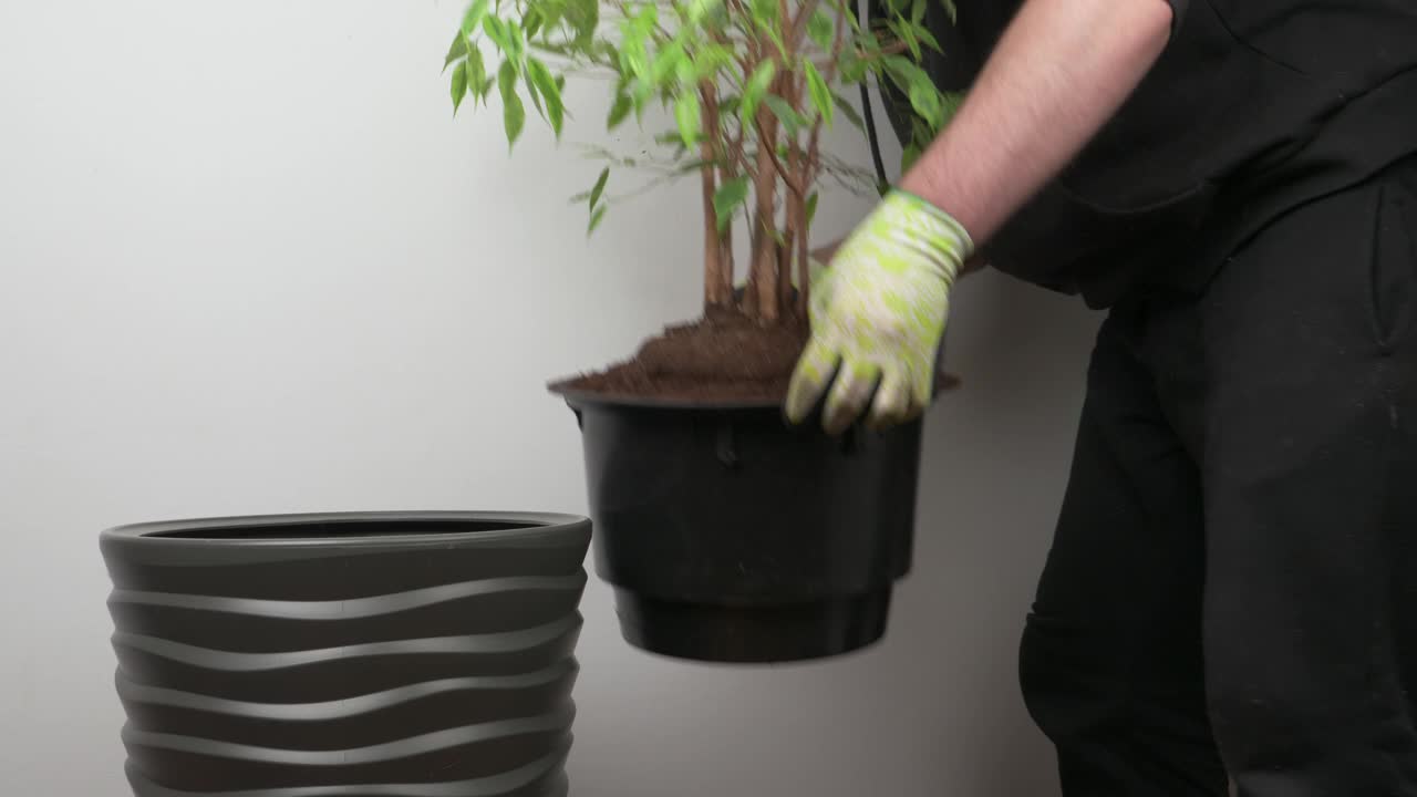 将室内植物移栽到塑料盆中，梳理家中花卉，移栽花卉的概念视频下载