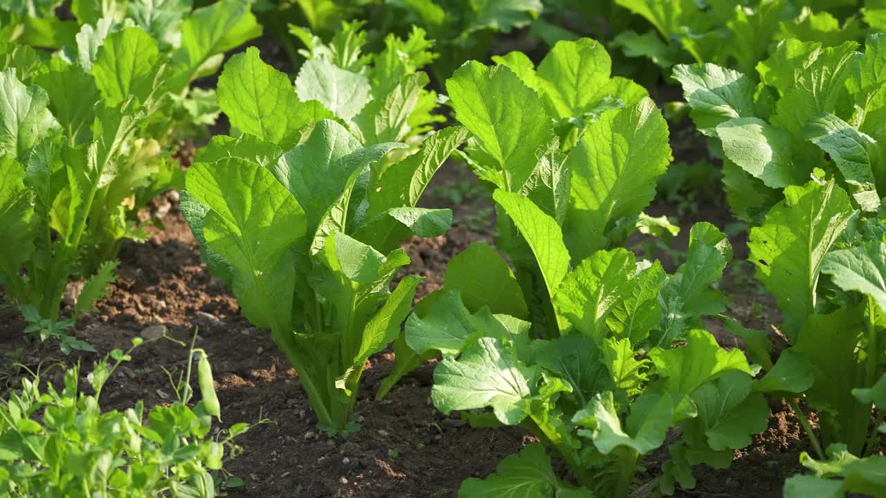 SLO MO - Man从他自己的花园收获有机新鲜蔬菜视频下载