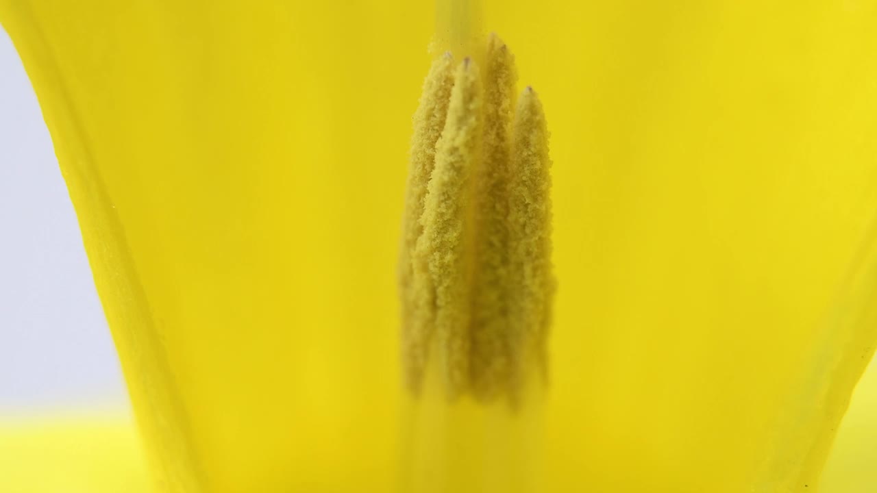 黄色水仙花的宏观视频下载