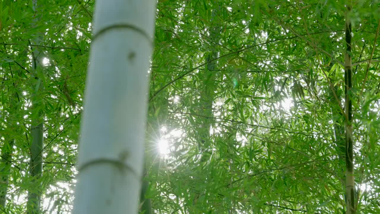 新鲜的竹子在风中摇曳视频下载