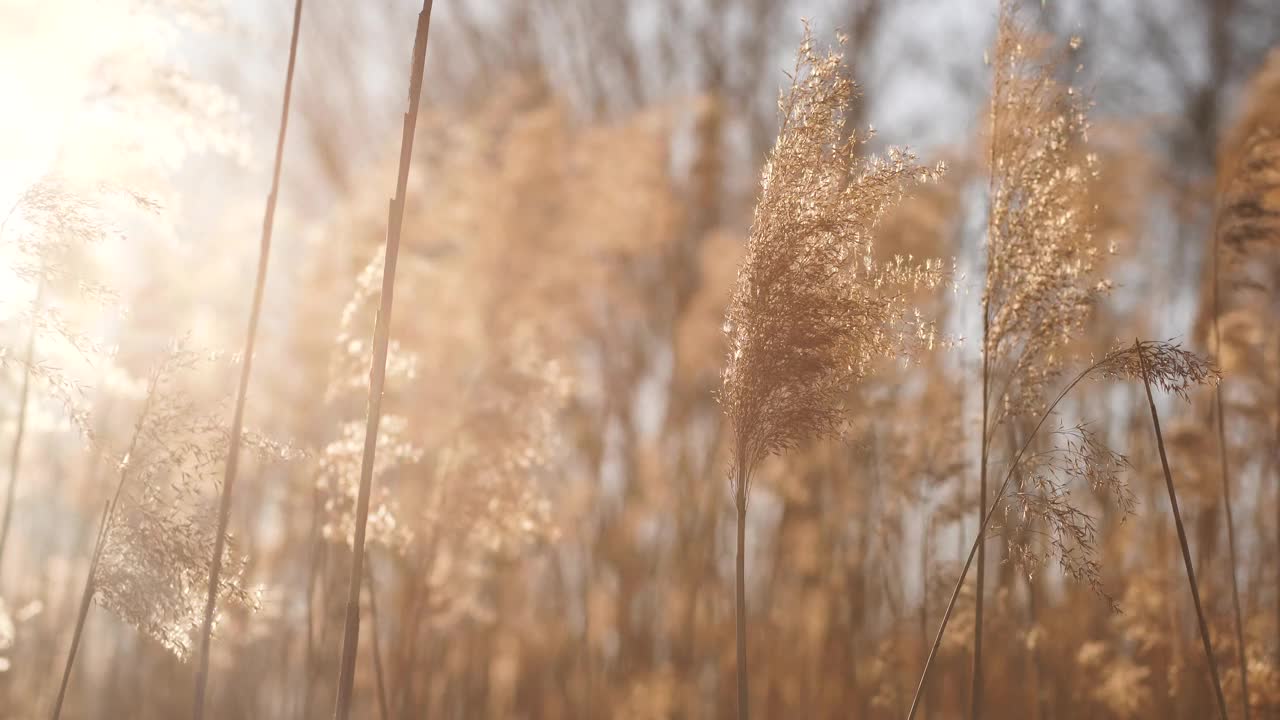 许多美丽、高大、干燥、米色的野生芦苇视频下载