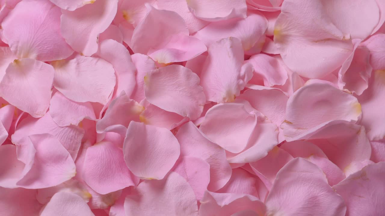 美丽的玫瑰花瓣背景视频下载