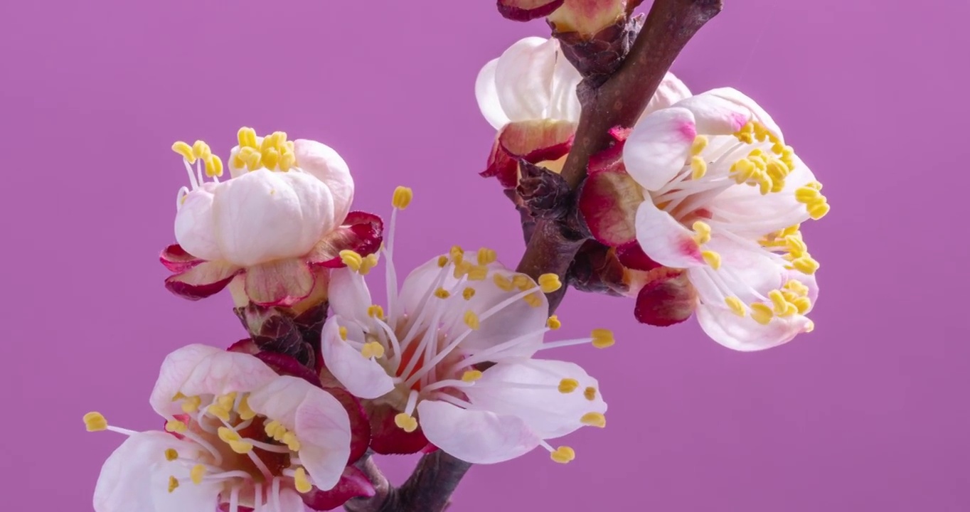 春天的花。杏枝上的杏花在粉红色的背景上绽放。视频下载