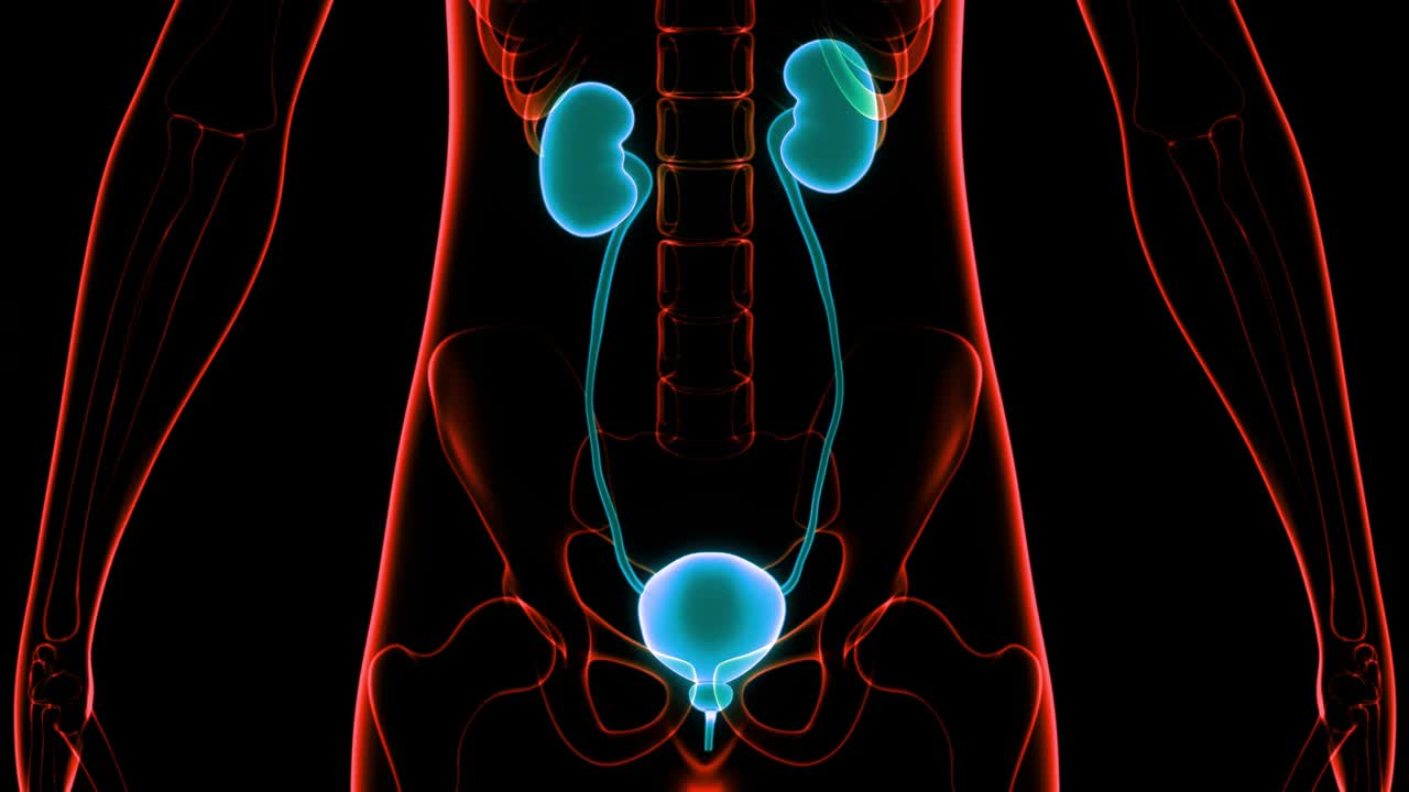 人体泌尿系统肾脏与膀胱解剖动画概念视频下载