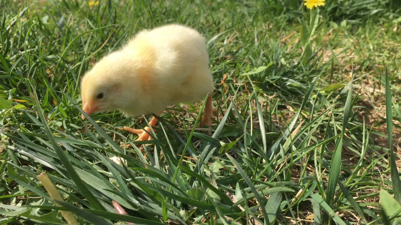 绿草上的小鸡宝宝视频下载