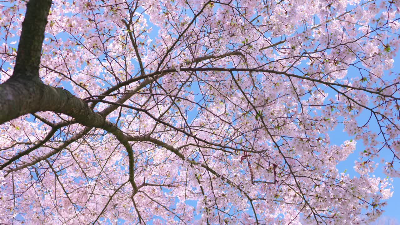 盛开的粉色樱桃树，美丽的春天，4k视频视频下载