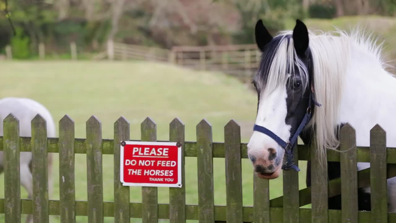 请不要喂马，谢谢!在一个门上做个记号，门旁边有一匹马视频下载