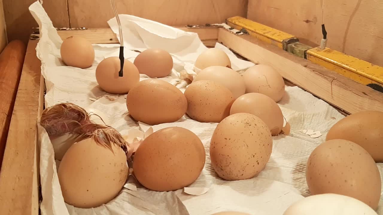 小鸡在孵化器中从蛋中诞生视频下载