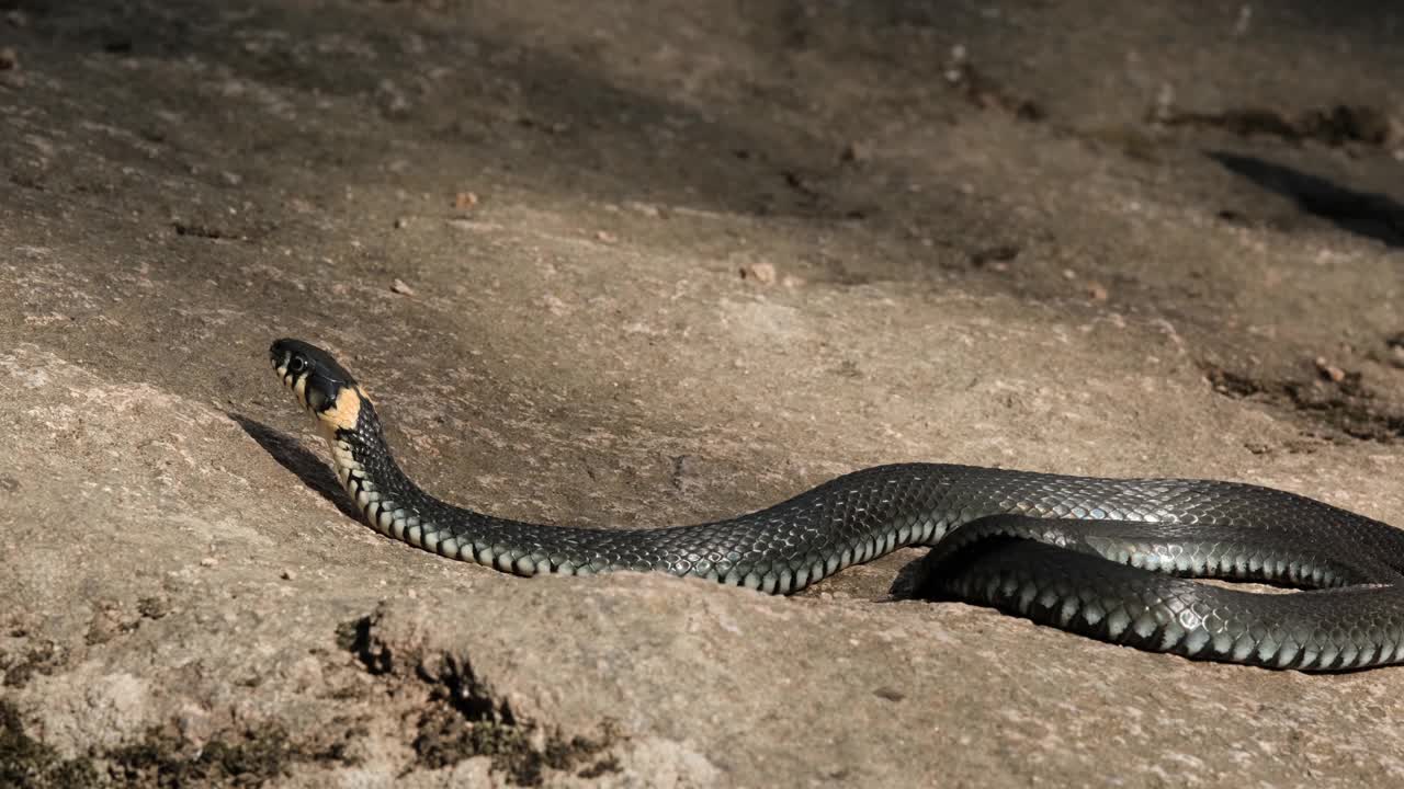 一个巨大的黑蛇躺在岩石上的特写。视频下载