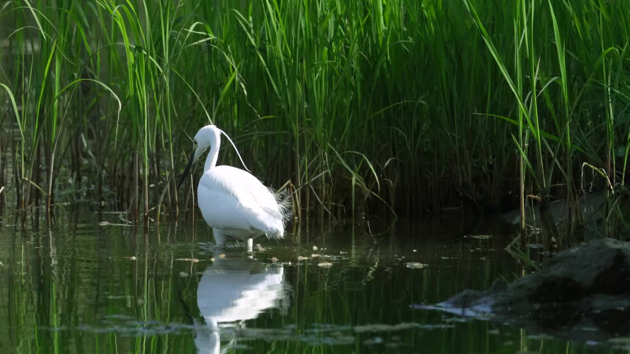 湿地中的大白鹭视频下载