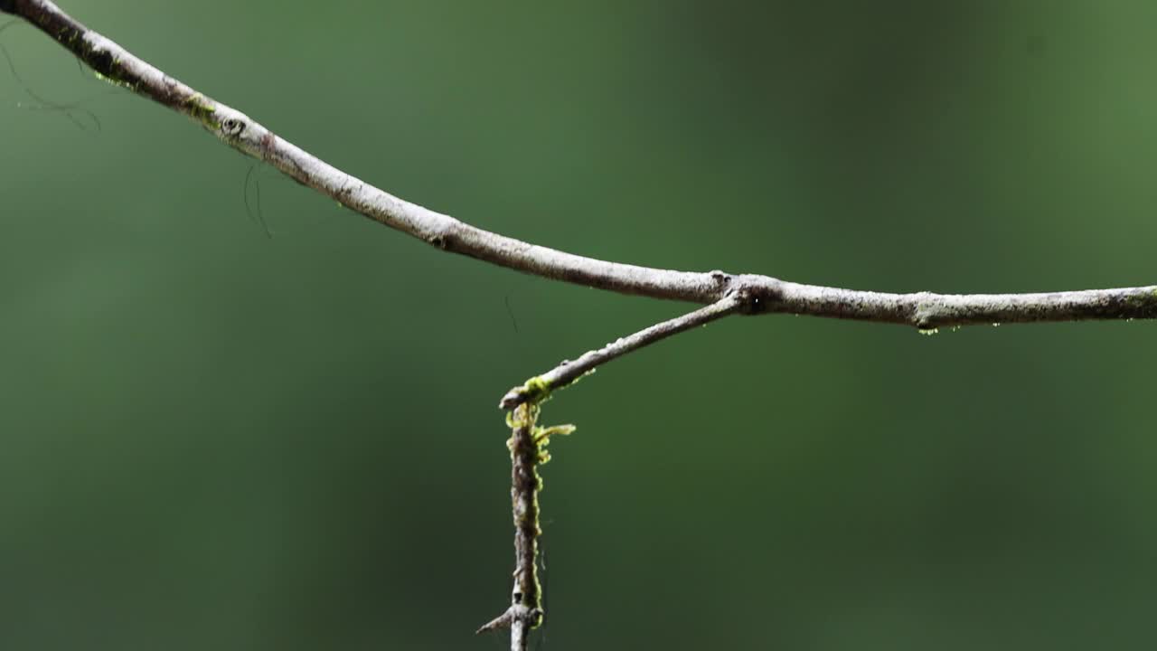 鸟的动作显示自然的绿色背景。胡须树雨燕的肖像。栖息在泰国南部。热带雨林，东南亚和复制空间视频素材