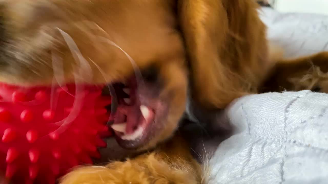 一个欢快的狗玩红球的特写。视频。红毛可卡犬咬了一个玩具，爬进了摄像机视频下载