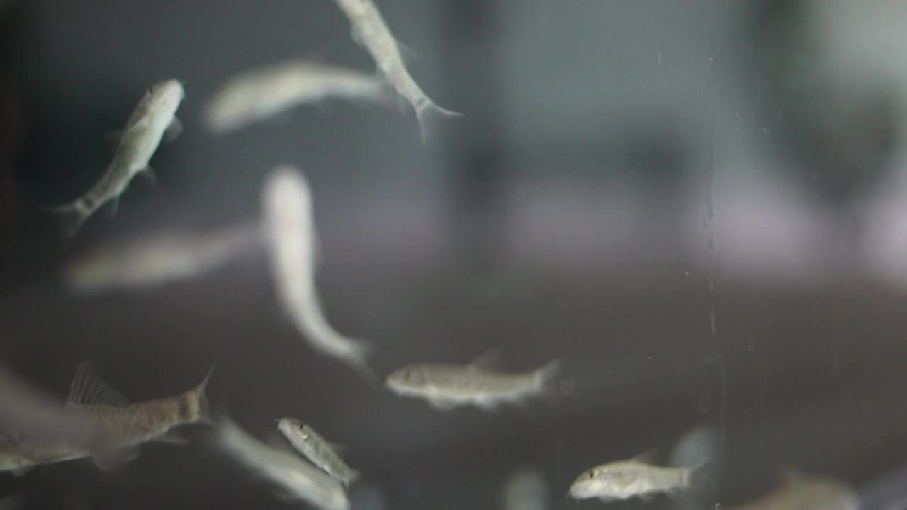 鱼温泉修脚。皮肤护理治疗与加拉鲁法鱼。视频下载