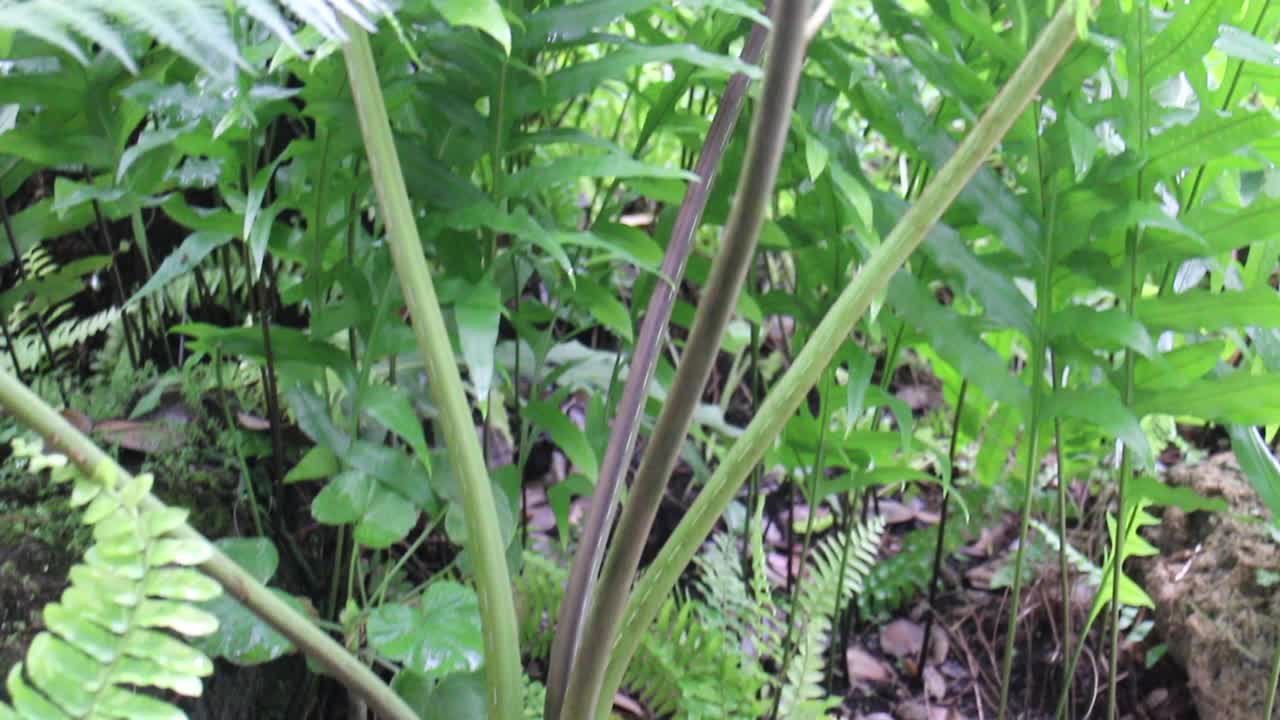 各种热带户外花园植物视频下载