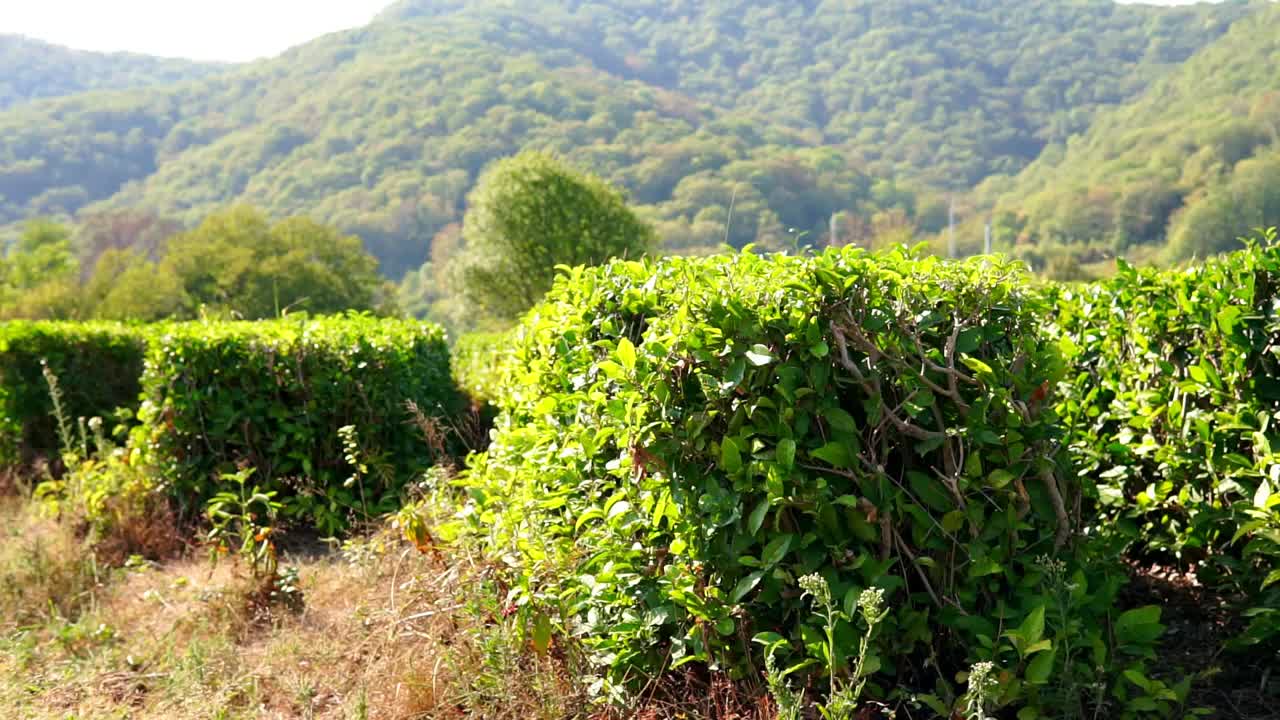 茶树上的绿茶叶子。秋天的收获视频下载