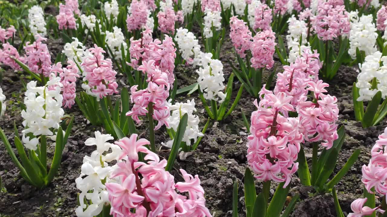 白色和粉红色的花，风信子种植园，粉红色的风信子视频下载
