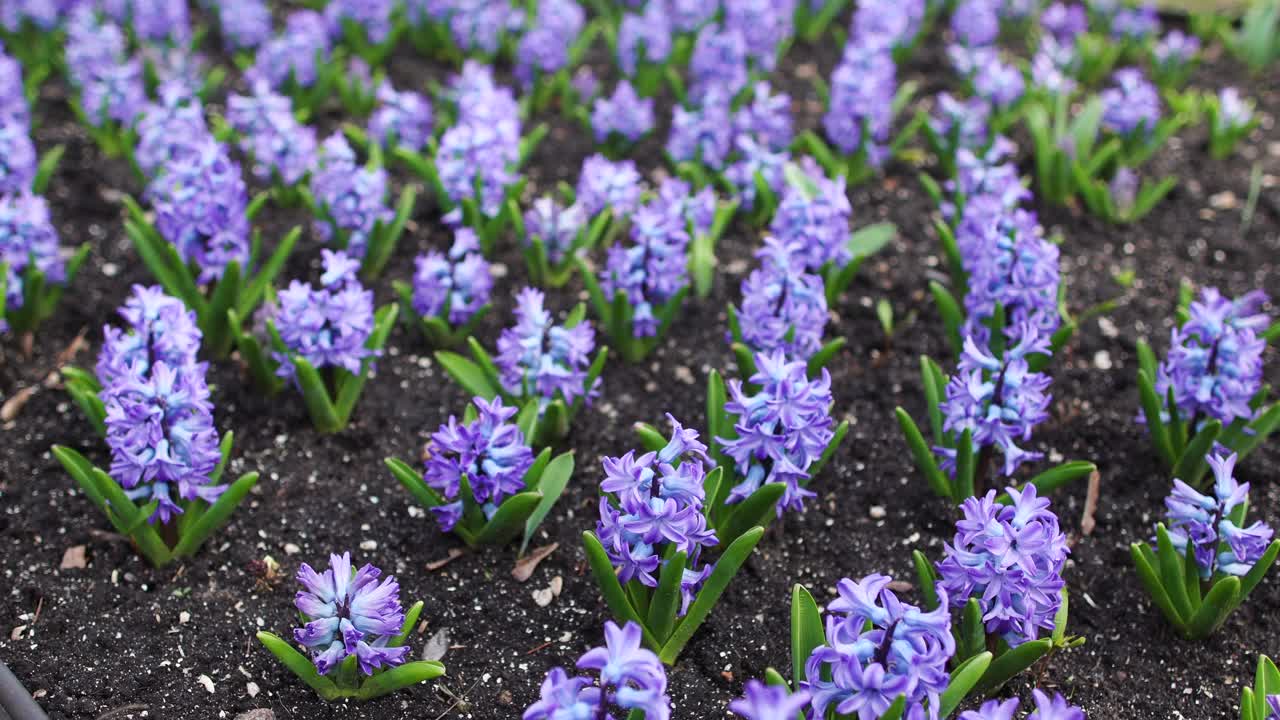 许多美丽的新鲜的紫色或蓝色风信子花生长和盛开在公园或花园的草坪上视频下载