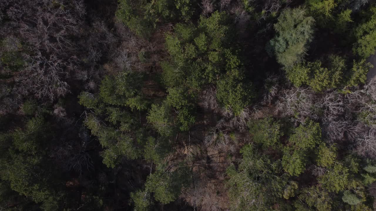 俯瞰春天的森林和山上美丽的蓝色小湖。资料片。无人机飞越山林，美景尽收眼底。高加索山脉。视频下载