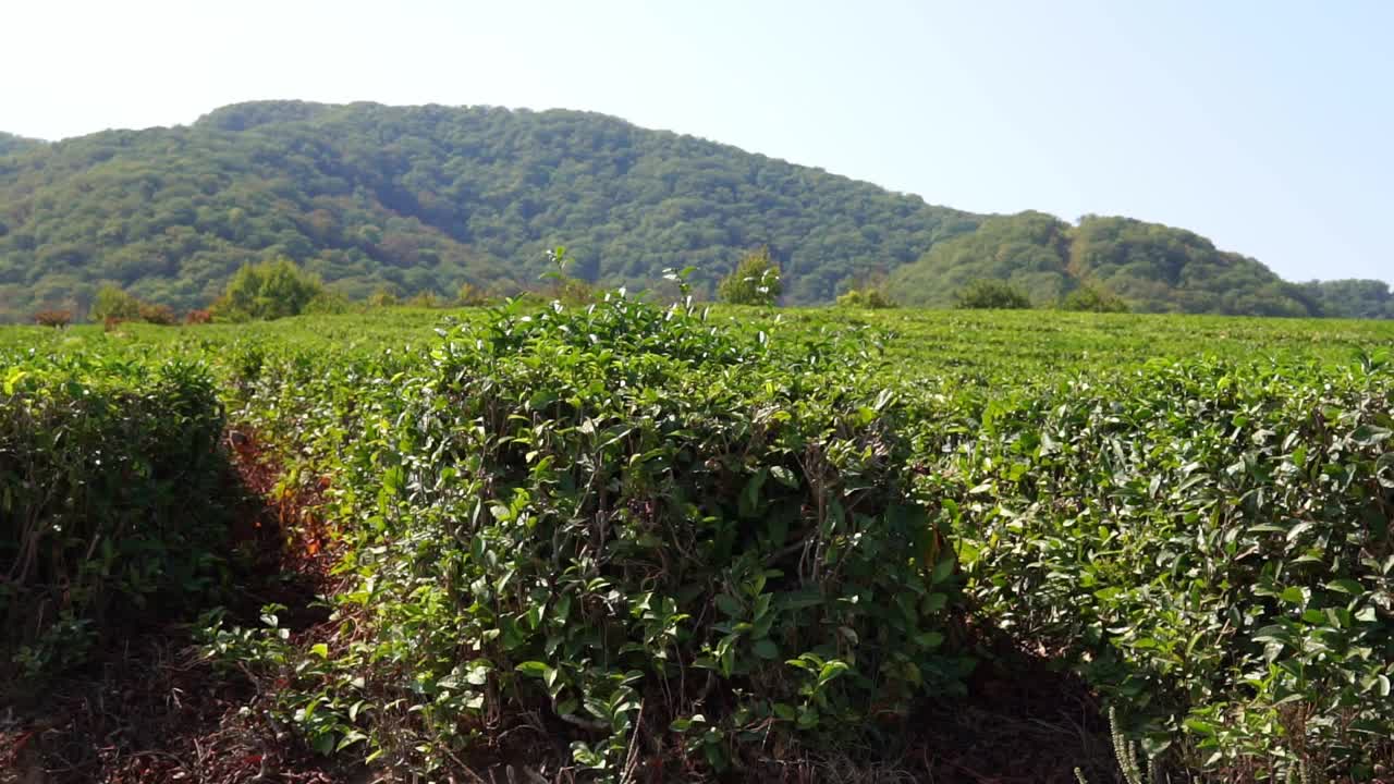 绿茶在阳光明媚的日子里，茶园的自然背景。静态摄像头视频下载