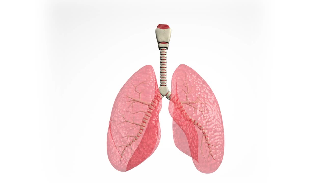 3d动画肺，3d模型，人体器官，呼吸系统视频下载