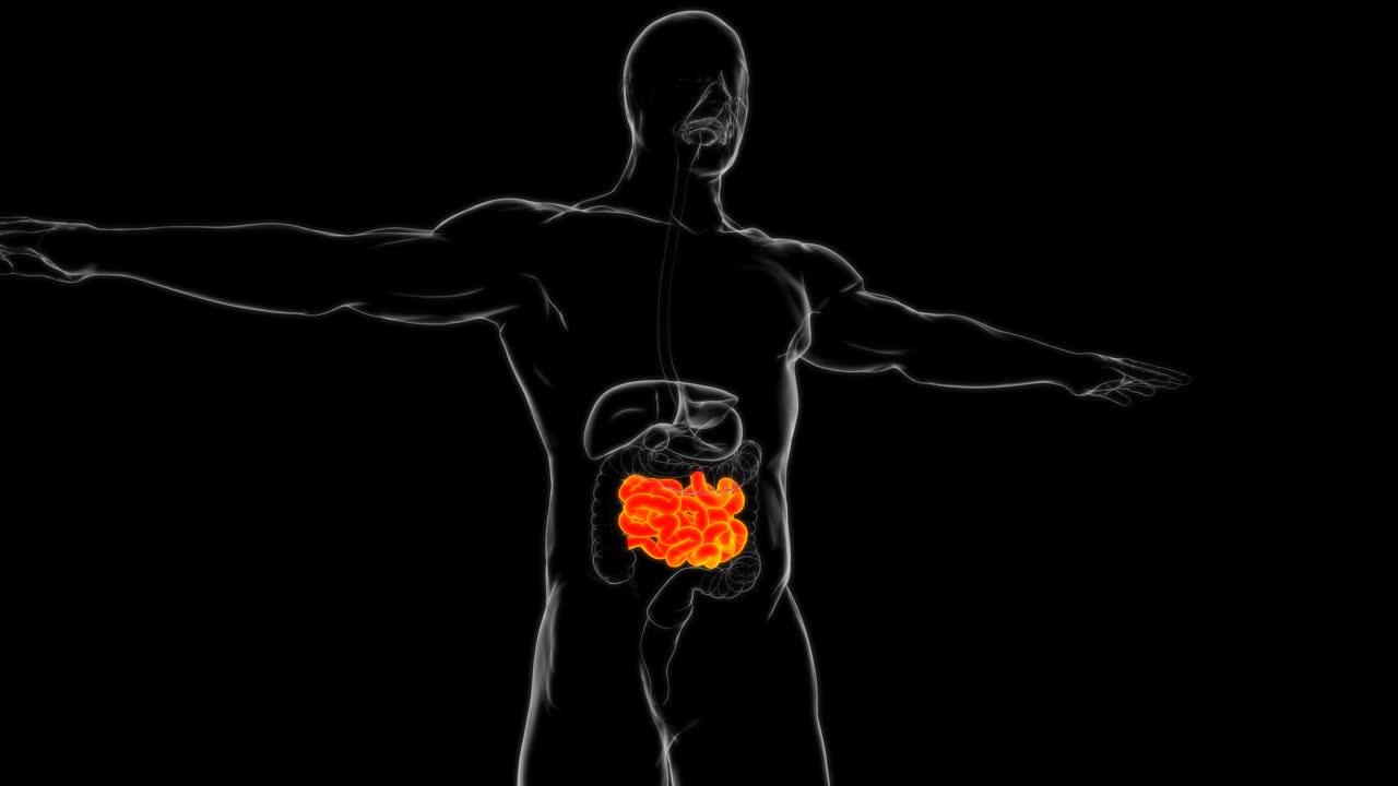人体小肠解剖的医学概念视频下载
