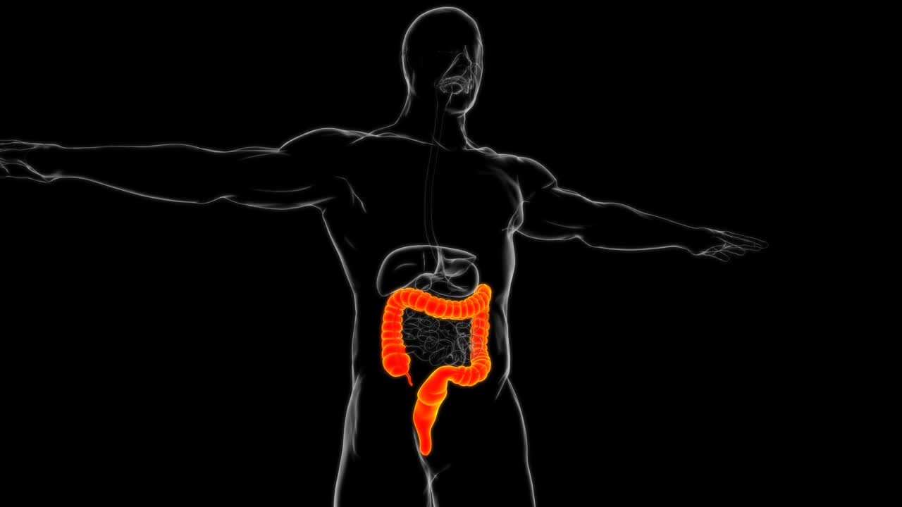 大肠3D插图人体消化系统解剖视频下载