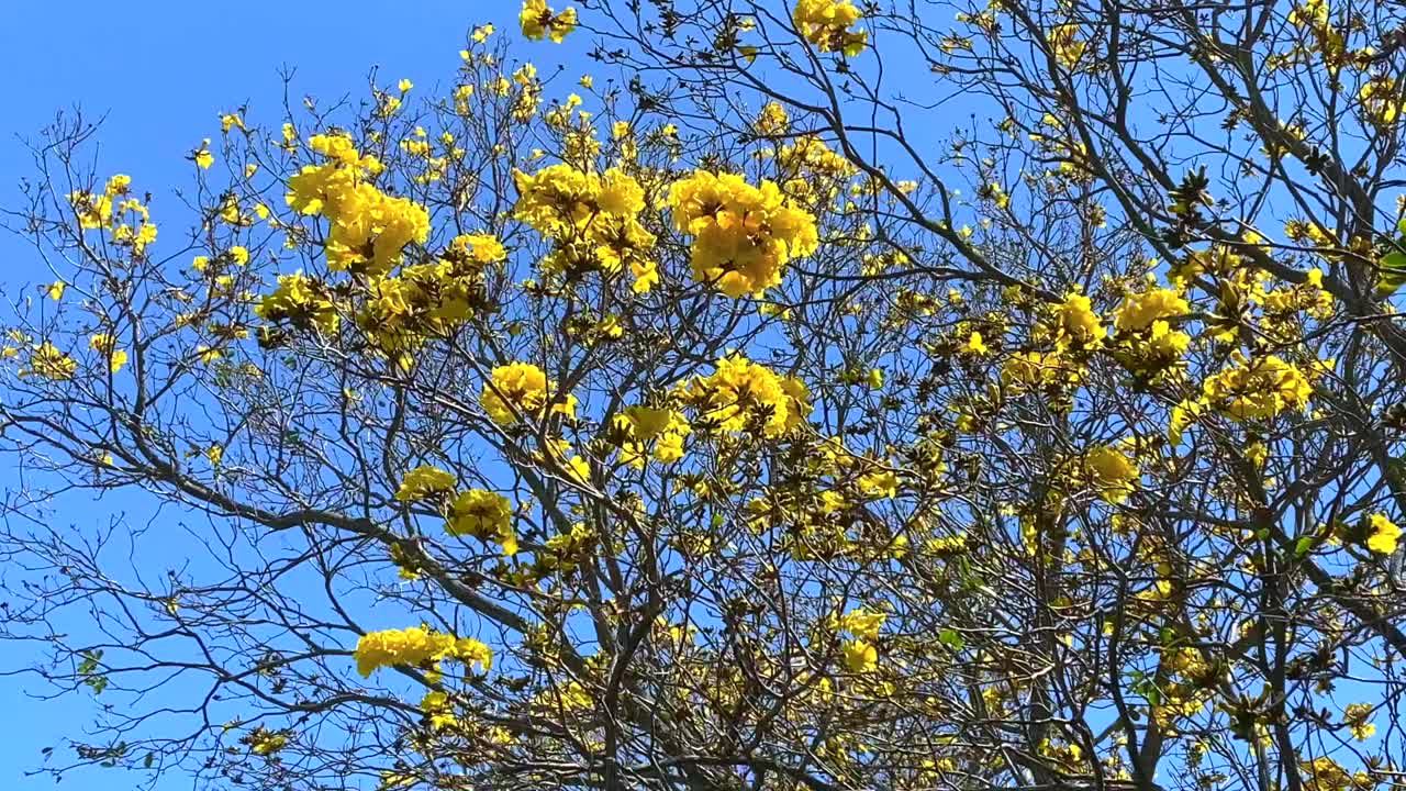 明亮的黄色火焰树花对蓝色的天空视频下载