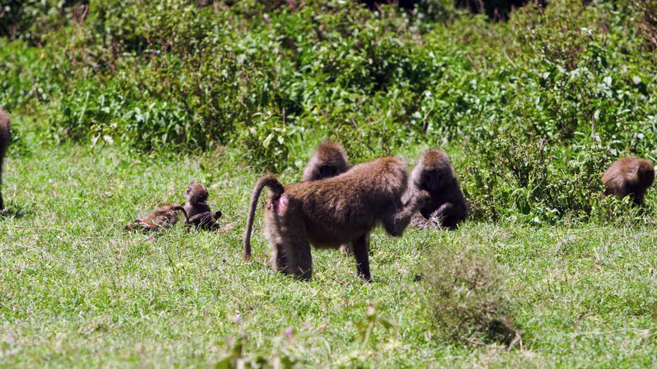 狒狒在撒哈拉以南的森林里散步。视频下载