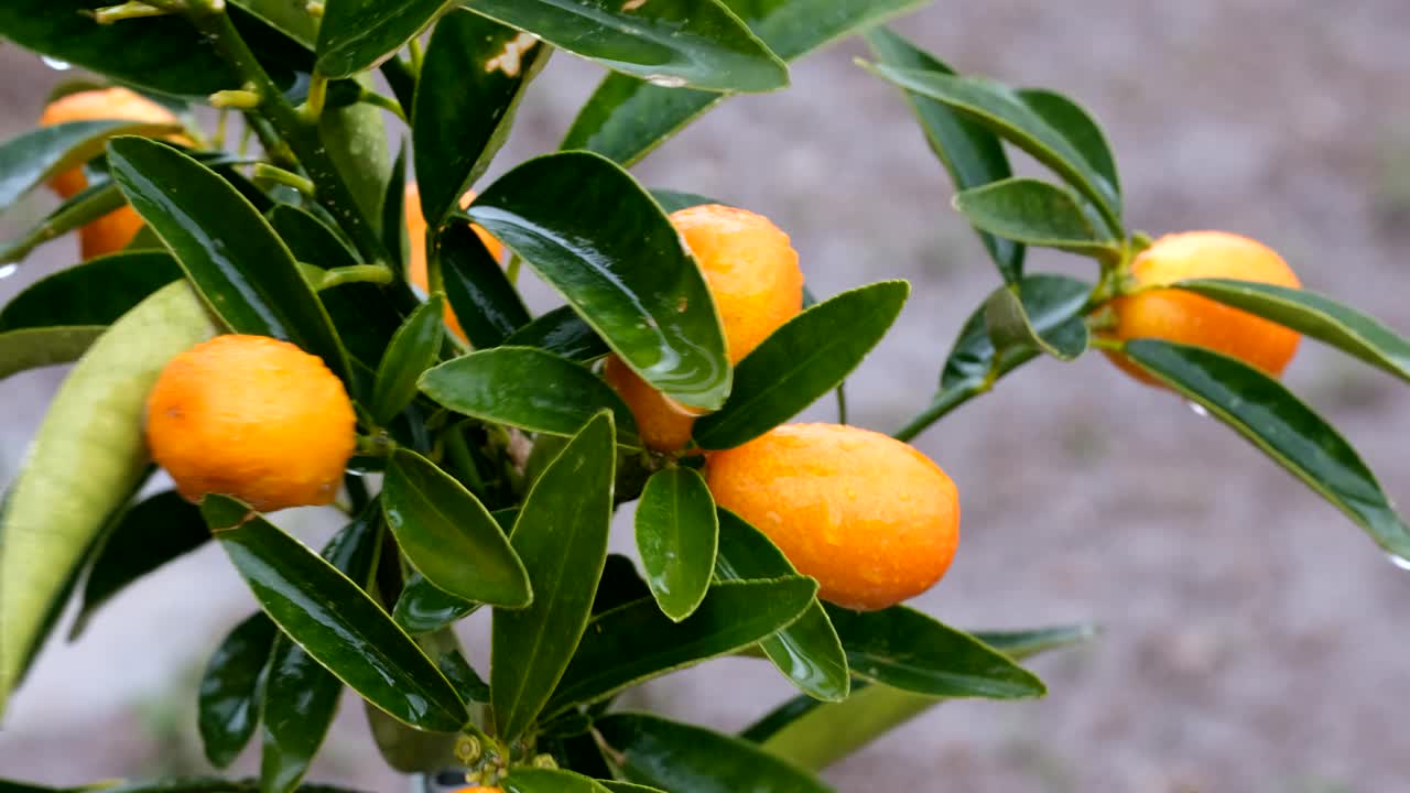 下雨天的橘子金橘水果视频下载