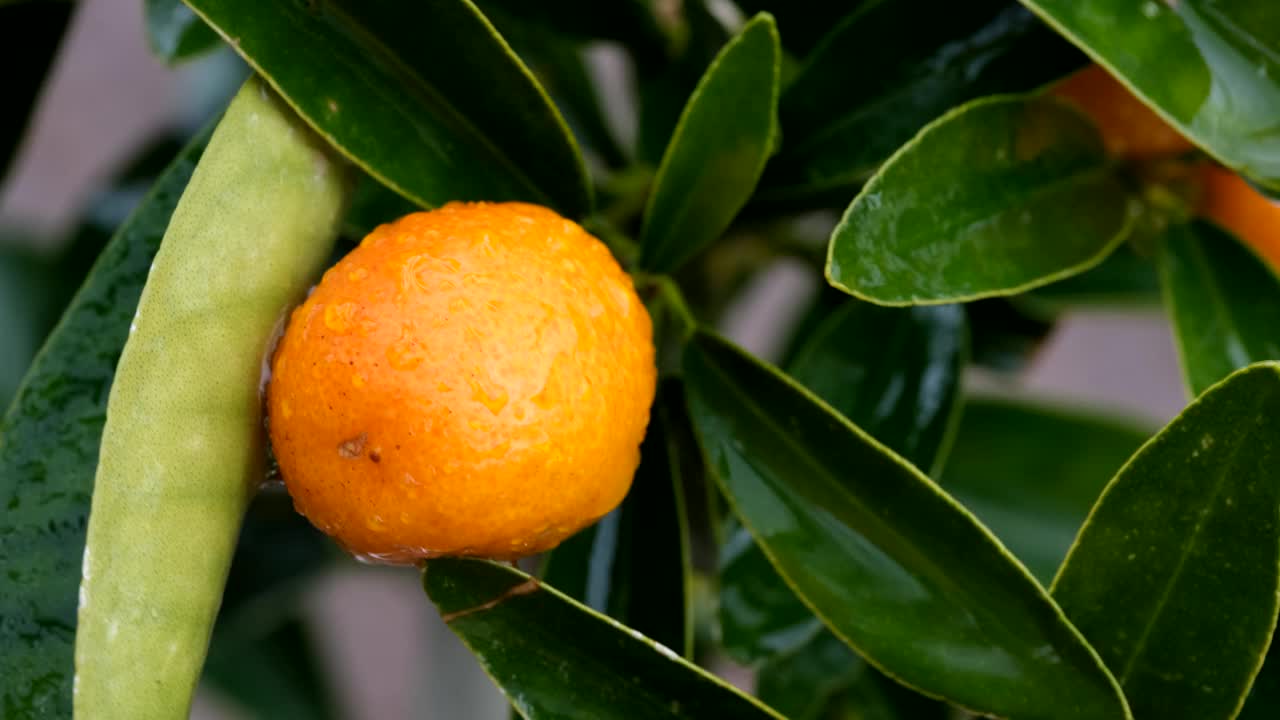 在一个雨天的一个橙子金橘水果的特写。视频下载