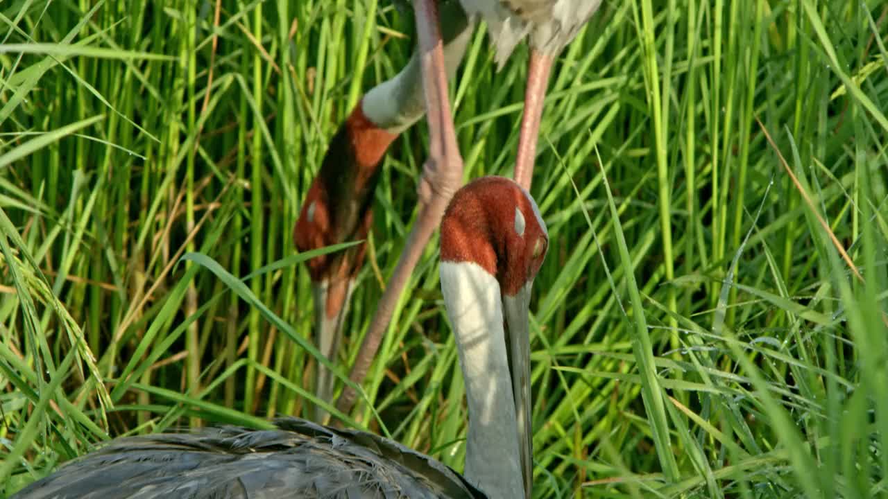 雌沙鹤坐着孵蛋，雄鹤在草木地上觅食视频下载