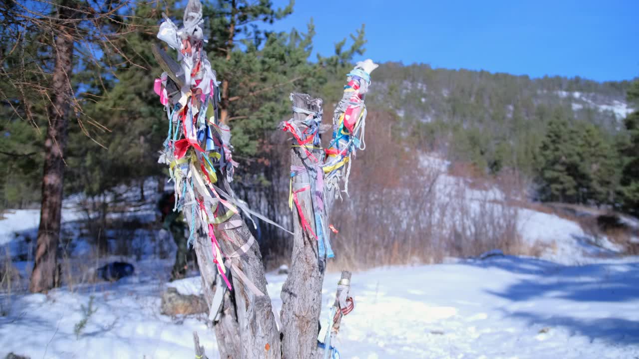 一名游客走过一棵枯萎的老树，树上系着彩色的仪式彩带，上面系着一个大背包和雪橇视频下载