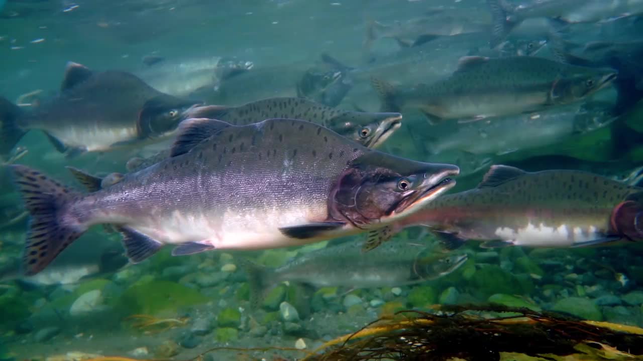 一种在海洋中水底生长的鲑鱼科鱼类。视频下载