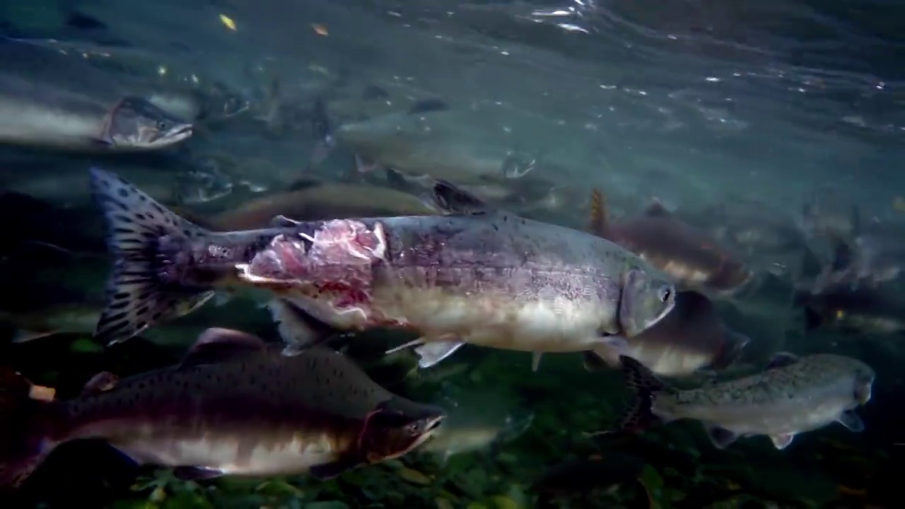 鄂霍次克海水下皮肤受损的受伤鲑鱼。视频下载