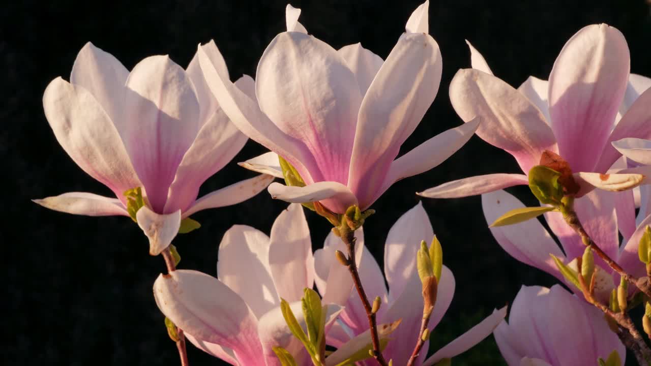 白玉兰枝以白色的紫色盛开近花园春天的时间，轻轻移动开花在一个风黑色的背景，花卉自然4K黑暗的穆迪。阳光下嫩红的花瓣。视频下载