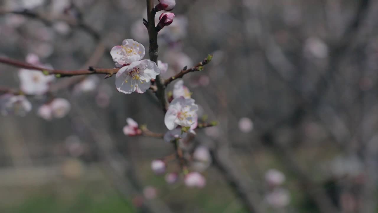 春天盛开的杏花上，蜜蜂采集花蜜视频下载